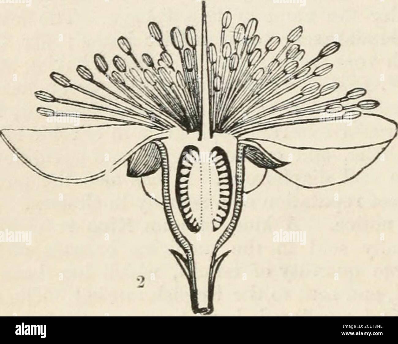 . The vegetable kingdom : or, The structure, classification, and uses of plants, illustrated upon the natural system. spermum, Forst. B 738 Fabricia, Gcertn.Baeckea, Linn. Imbricaria, Smith. Jungia, Gasrtn. Mollia, Gmel. Cedrela, Lour.Babingtonia, Lindl. II. Mybtb^.—Baccate. Sonneratia, Liiin. f.AtiUetia, GSrtn.Pagapate, Sonner.Blatti, Rheed. MYRTACE^. Nelitris, Gdrtn. Decaspermutn, Forst.Campomanesia, R.et P.Psidium, Linn. Guaiava, Touruef. Biirchardia, Neck.Rhodamnia, Jack. Monoxora, Wight ?Glaphyria, Jack,Vimenia, Lindl.Myrtus, Tournef. Leiicomyrtus, DC. Myrtillus, Endl. Ltantria, Soland. J Stock Photo