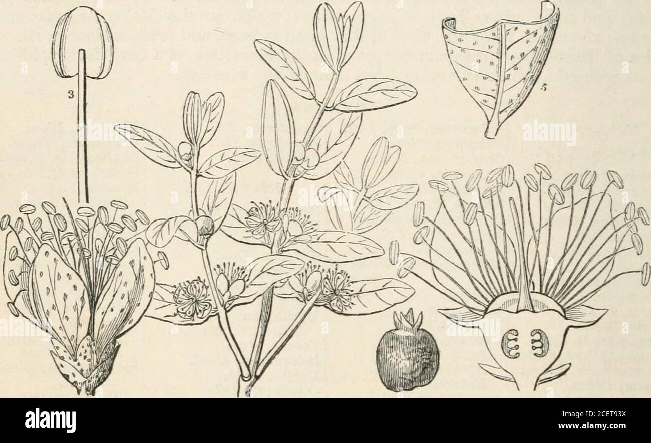 . The vegetable kingdom : or, The structure, classification, and uses of plants, illustrated upon the natural system. rastemon, Hook.Fenzlia, Endl. Numbers. Gen. 118. Sp. 1200. Combretacece. Position. Melastomace.e.— MvTtacere. Lythracece. 34 MYRTACE^. [Epigynous Exogens. Order CCLXXXII. MYRTACE^.—Myrtleblooms. Mytti,Ji(SS. Gen. 323. (1789).—Myrteae, Juss. Diet. Sc. Nat. 34. 94. (1825).—Myrtoidese, Vent. Tab.(1799).—Myrtinese, DC. Theorie, Elem. (1819).—Myrtacese, R. Brotcn in Flinders, p. 14. (1814);DC. Diet. Class v. 11; Prodr. 3. 207; Endl. Gen. cclxix. ; Schauer in Linncea, xvii. 235; Wigh Stock Photo