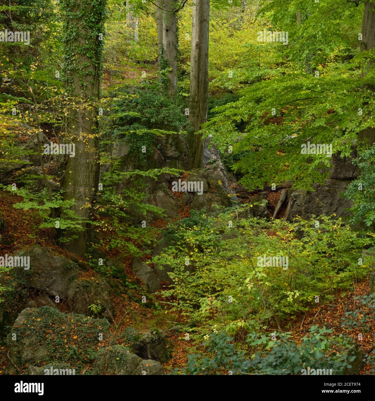 Felsenmeer, famous Nature Reserve, sea of rocks close to Hemer, Sauerland, wildly romantic beech forest in autumn, fall, Germany, Europe. Stock Photo
