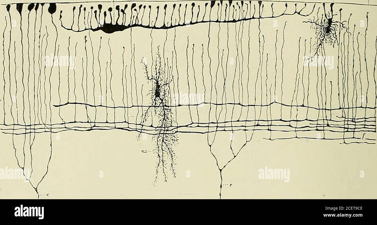 Anatomie Des Centres Nerveux Ules De La Nvroglie Daprs V Gehuchtcn Cellules De La Nvroglie De La Substance Blanche 6 D Et De La Substance Grise A C De La