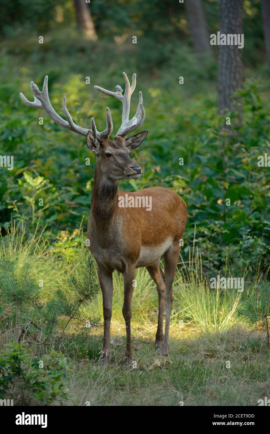 Red Deer / Rothirsch ( Cervus elaphus ), male, stag, with velvet on antlers, stands on a little clearing in a mixed forest, watching, nice evening lig Stock Photo