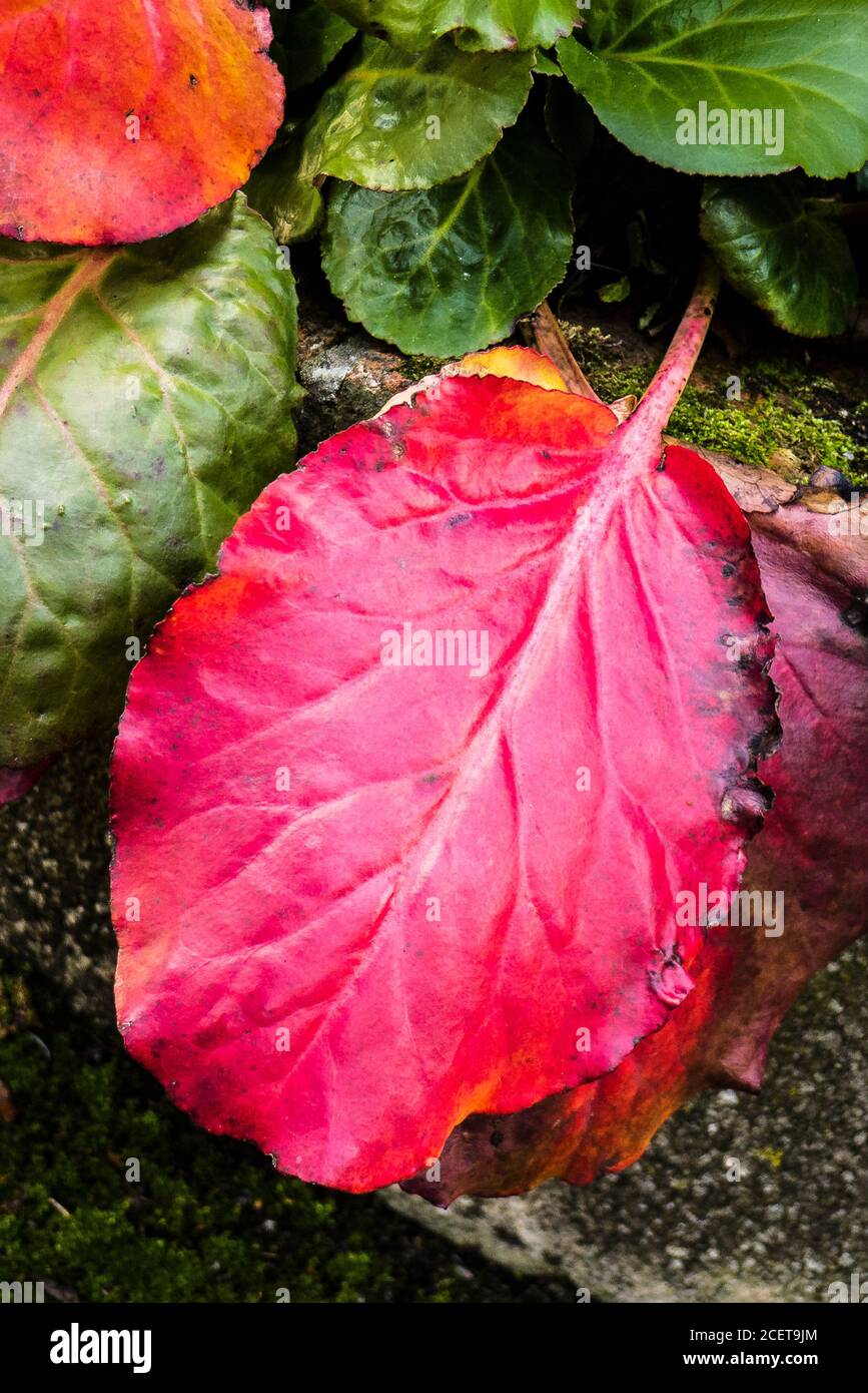 Brilliant crimson red leathery leaves of Bergenia in an English garden in Autumn Stock Photo