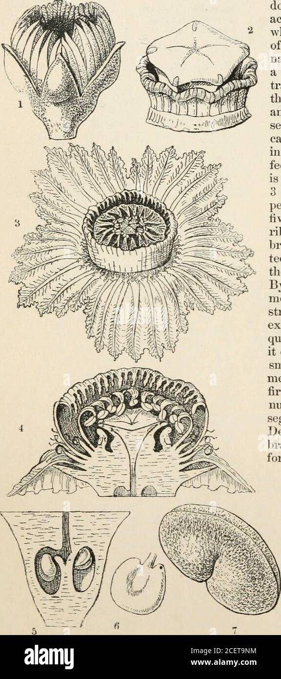 Valvate Scales Examples . The vegetable kingdom : or, The structure, classification, and uses ...