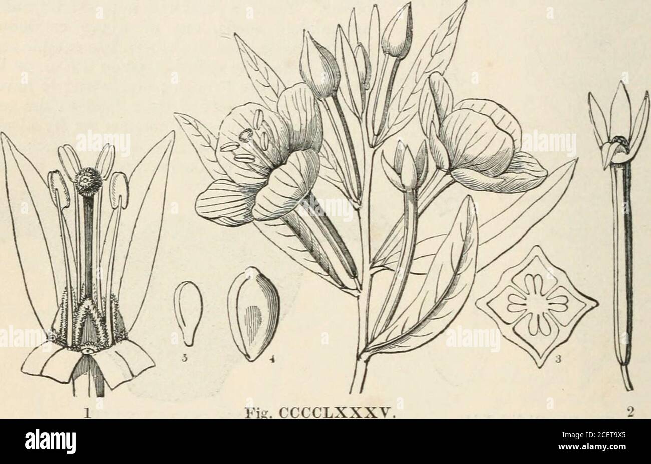 . The vegetable kingdom : or, The structure, classification, and uses of plants, illustrated upon the natural system. se.—Haloragace^.- Fig. CCCCLXXXIII.—Hippuris vulgaris. 1. a complete flower;the position of the ovale; 3. a section of the ripe fruit and seed.Fig. CCCCLXXXIV.—Fruit of Trapa bicornis. 2. a section of the pistil, showing 3a2 724 ONAGRACE^. [Epigtnous Exogens. Order CCLXXVIII. ONAGRACEiE.—Onagrads. Onagrae, Juss. Gen. 317. (1789) ; Spach. in Ann. Sc. N. 2 Sei: iv. 161.—Epilobiaceae, Vent. Tabl. 3. 307.(1799;.—Onagrarioe, Juss. Ann. Mus. 3.315. (1804) in part.; DC. Prodr. 3. 35. Stock Photo