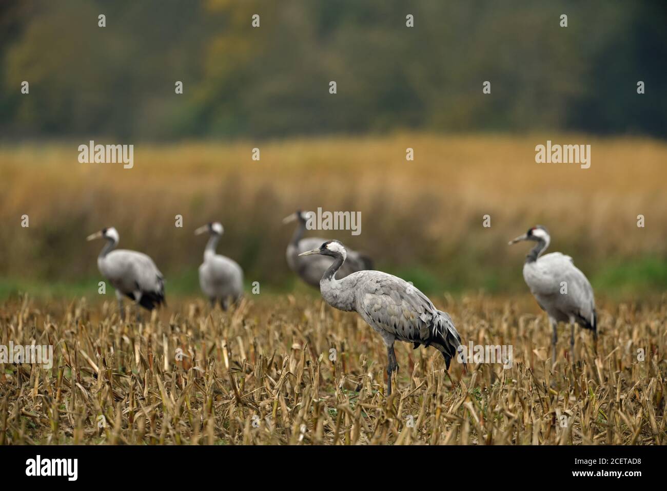 Common Cranes / Graukraniche ( Grus grus ), little flock, adults, resting on farmland, corn field, during bird migration, autumn, fall, wildlife, Euro Stock Photo