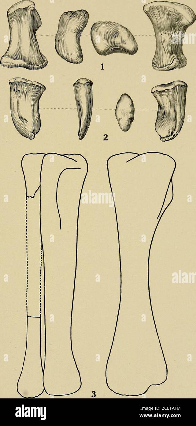 Maryland Geological Survey Dinosauria Plate Xviii Page Figs 1 2 Pleurocqclus Nanus Marsh After Marsh 1 1 Front Proximal Distal And Side Views Of Metatarsal X V2 Near Muirkirk 2267 U S N M