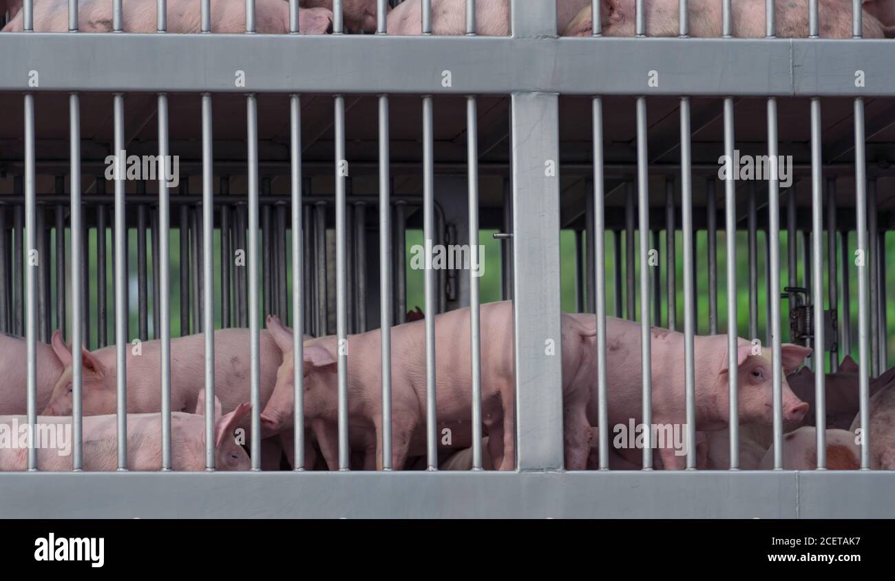 Pigs in truck transport from farm to slaughterhouse. African swine fever (ASF) and swine flu concept. Swine flu (H1N1 virus) carrier. Meat industry. Stock Photo
