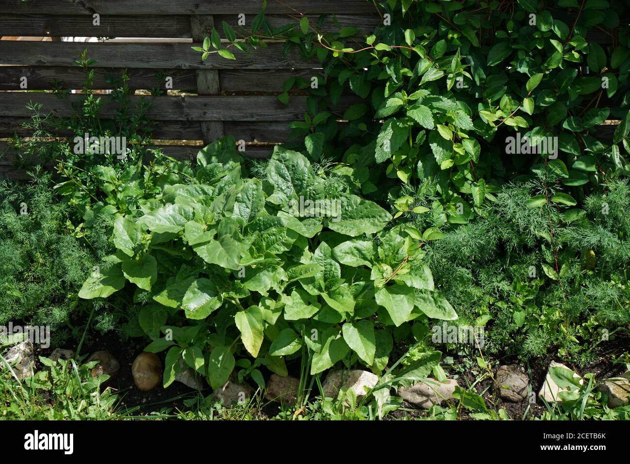 Wooden rural fence with greenery Stock Photo - Alamy