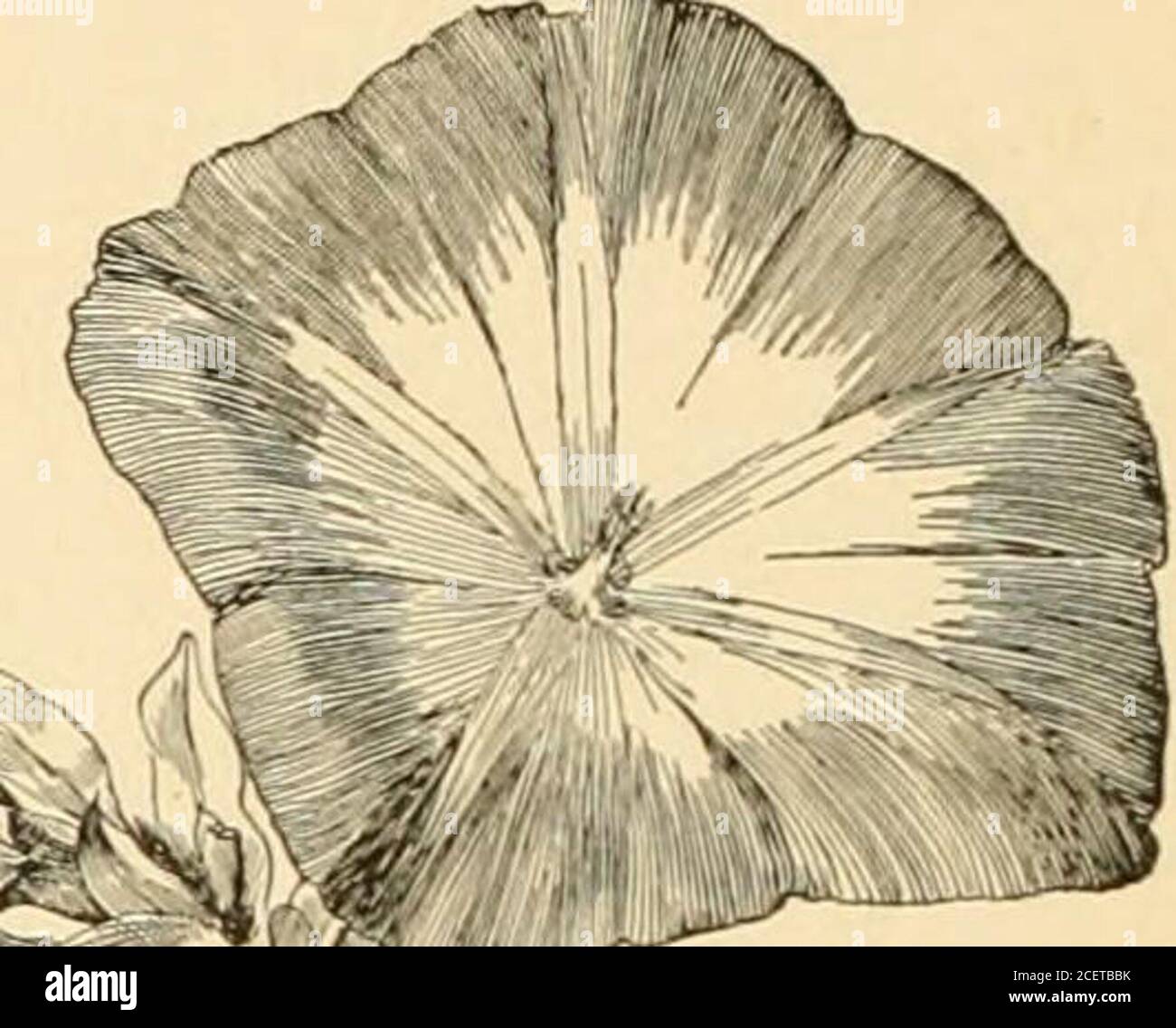 Obtusely Rounded Obtuse rounded hi-res stock photography and images - Alamy