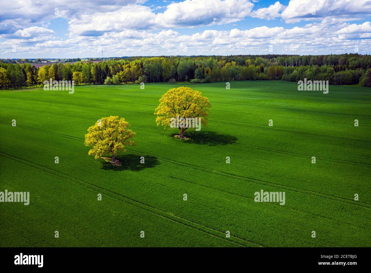 wonderful view from above on two trees in a green field and forest in the background, perfect afternoon light, shadows and colors Stock Photo