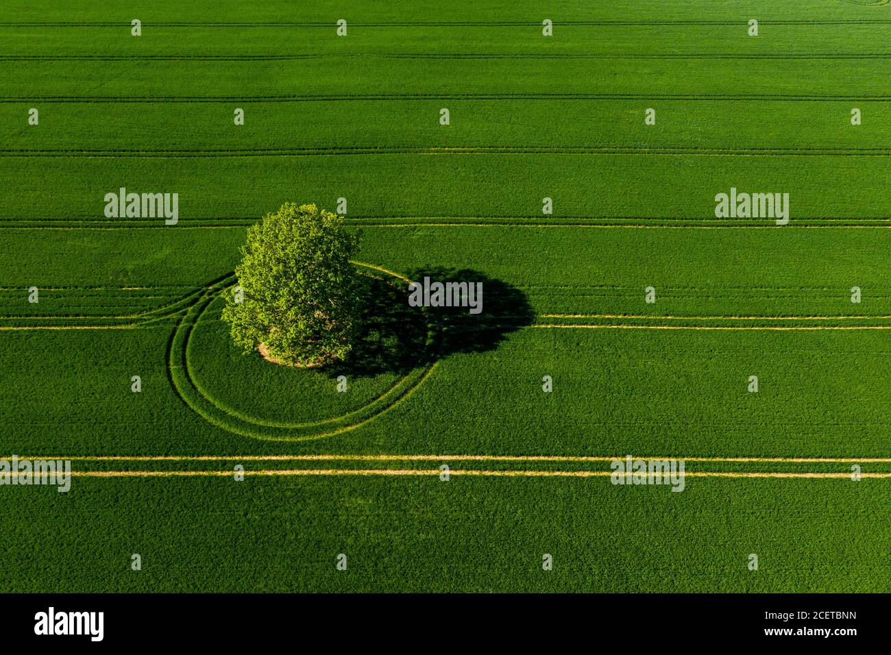 wonderful view from above on lonely tree in a green field, perfect ...