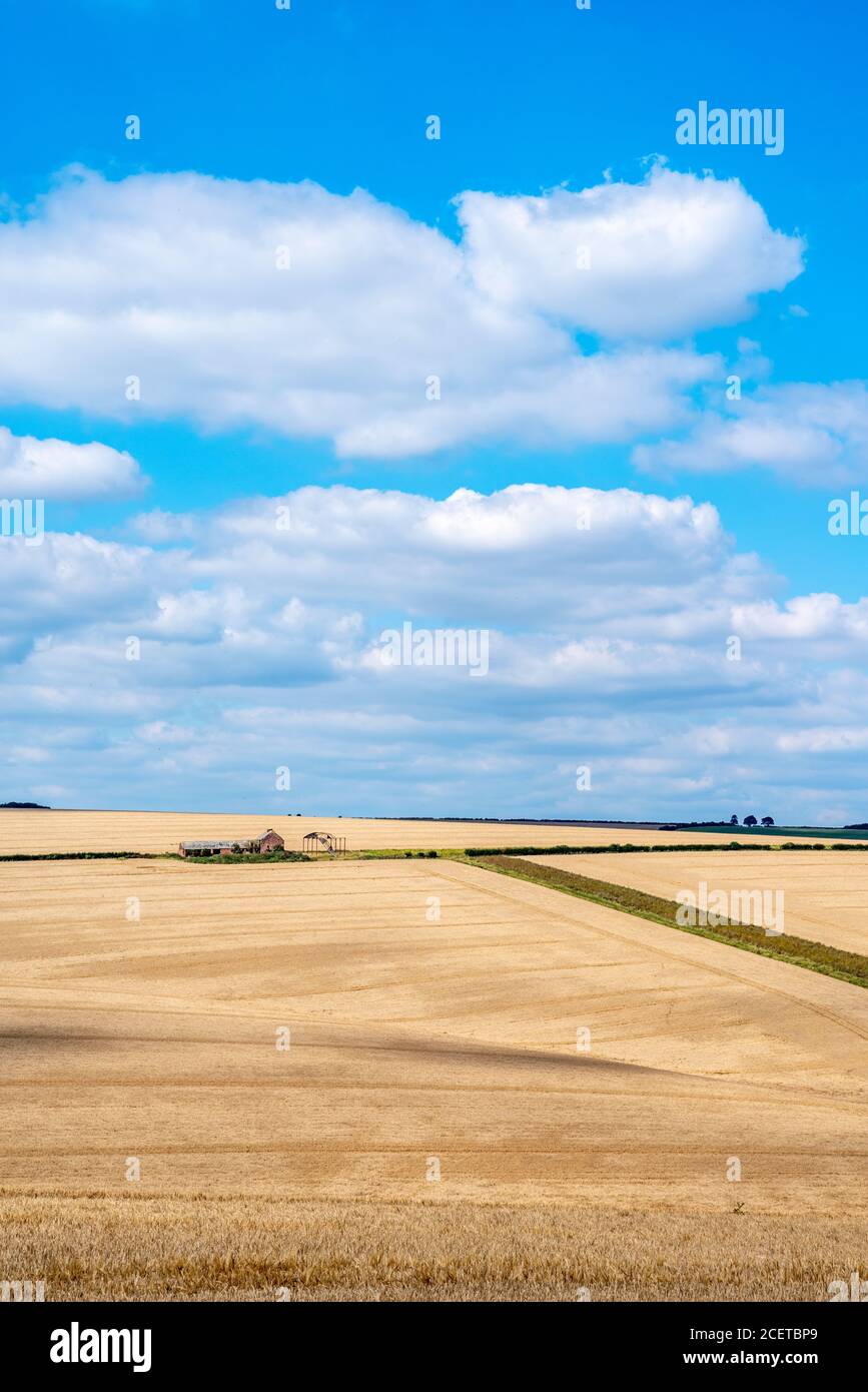 Colourful landscape view over rolling hills and wheat fields on a sunny day with white clouds. Stock Photo