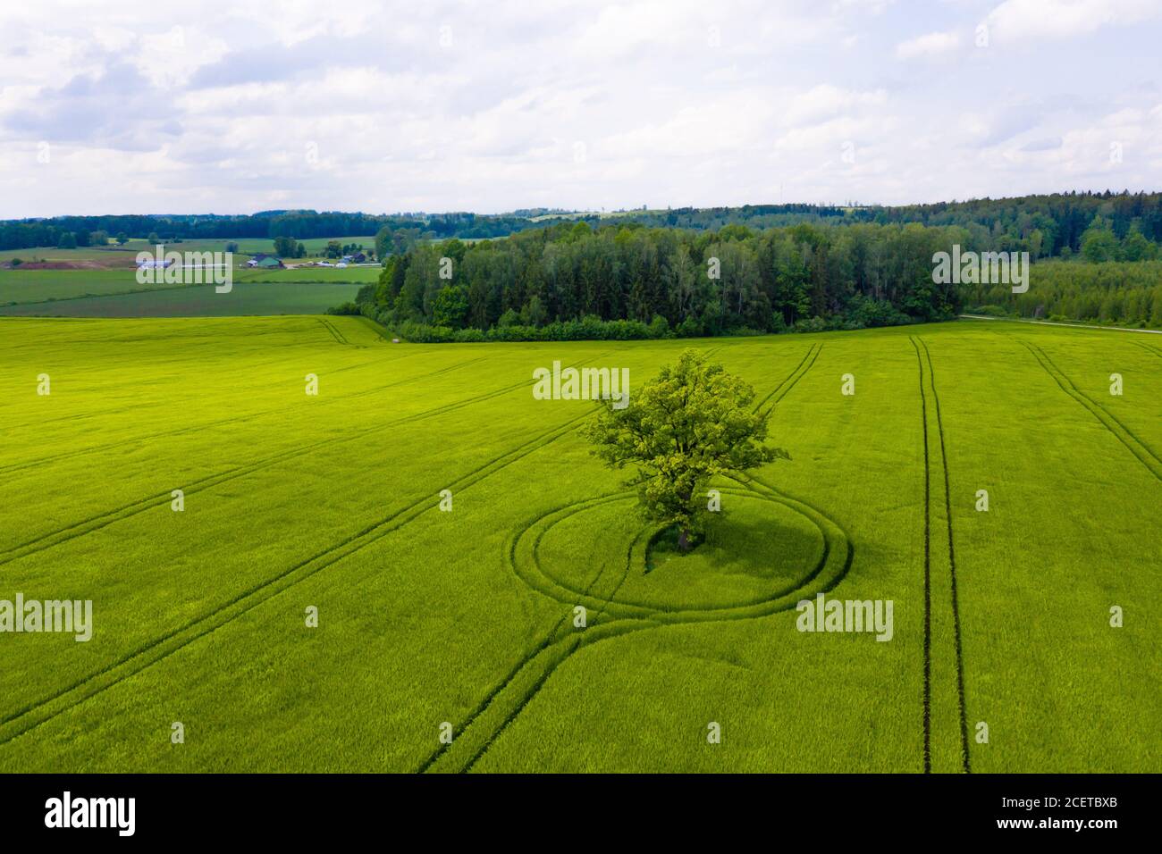 wonderful view from above on single tree in a green field and forest in ...