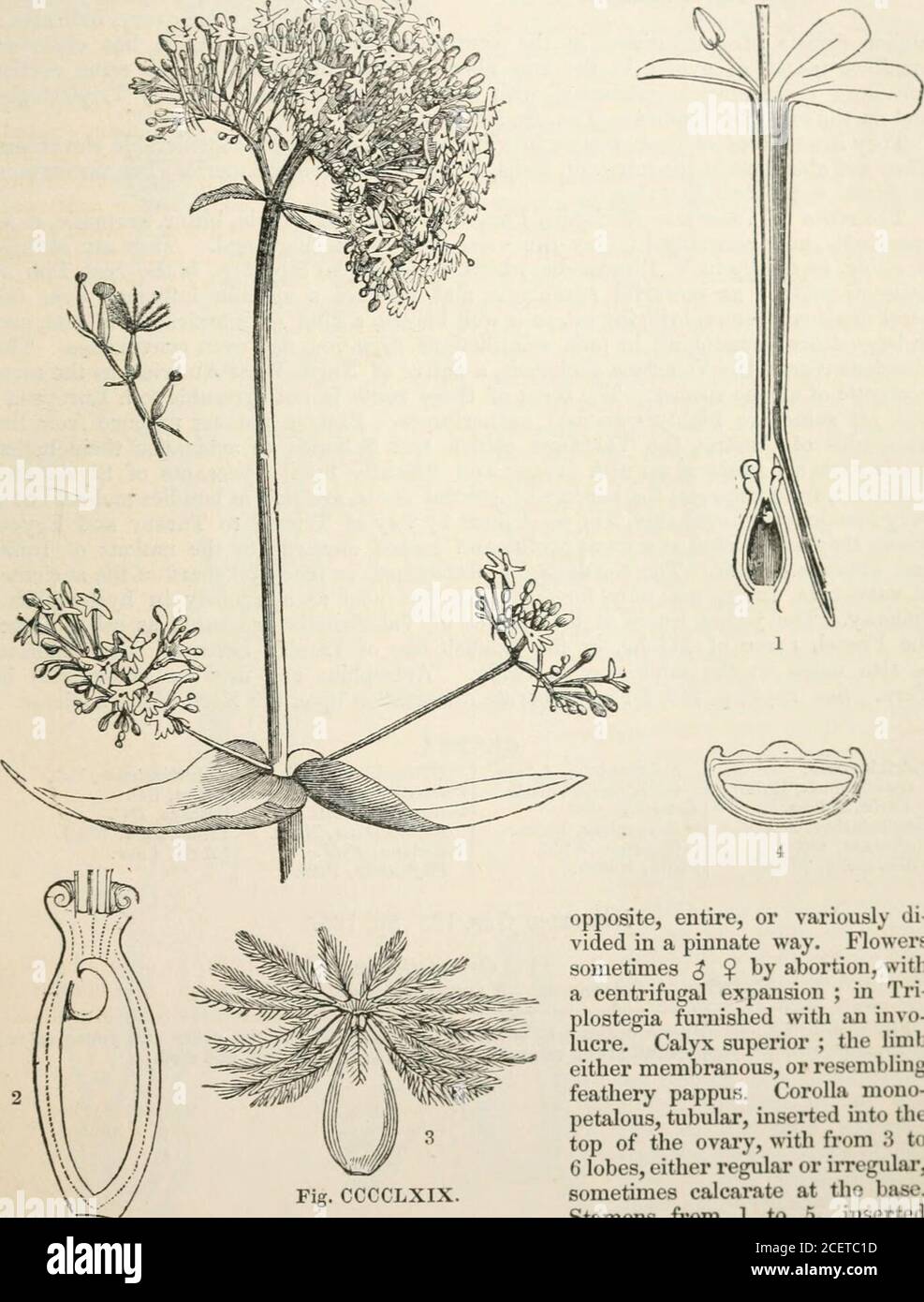 . The vegetable kingdom : or, The structure, classification, and uses of plants, illustrated upon the natural system. opsis, Sonder. GENERA. Levenhookia, R. Br. Gynocampus, Lesch.Forstera, Linn. f. Phyllachne, Forst.Stibas, Commers. Numbers. Gen. 5. Sp. 121.Position.—Lobeliacese.—Stylidiace^.—Goodeniacese. Fig. CCCCLXVII.—stylidium calcaratum.—25. Bauerthe column ; 2. capsule split open ; 3. seed. Fig. CCCCLXVIIL—Forstera clavigera.—//oo/fec//. 1, the epigynous gland 1. anthers and stigma, forming the point of Campanales.J VALERIANACE.E. 69; Order CCLXX. VALERIANACE^.—Valerianworts. Valerianea Stock Photo