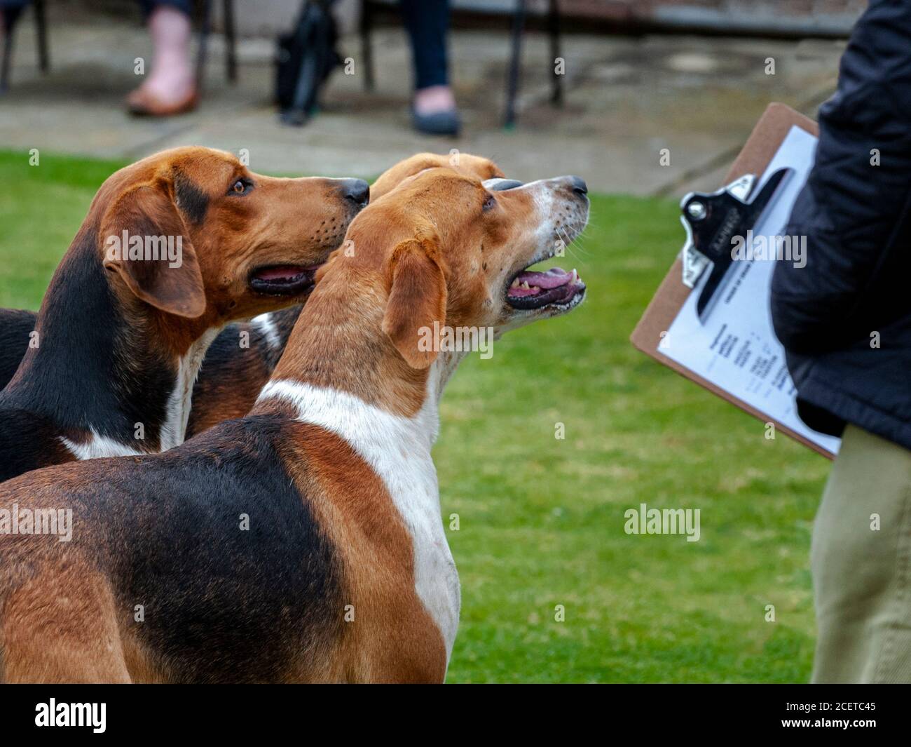 Dog hound pack hunt kennels hires stock photography and images Alamy