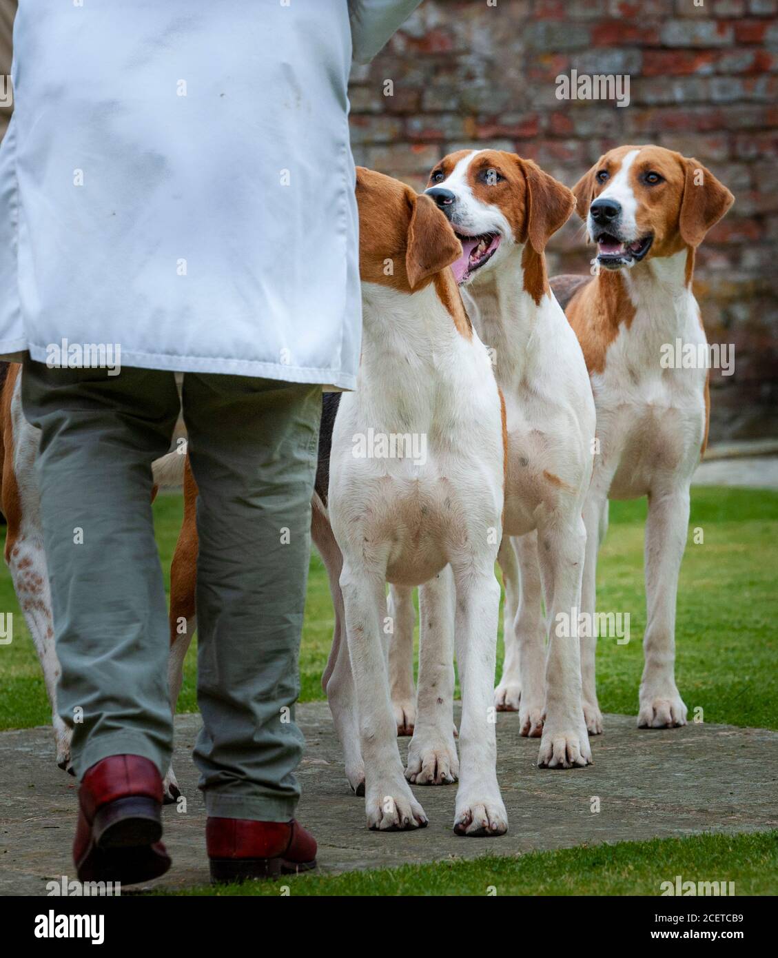 Belvoir, Lincolnshire, UK - Fox Hounds at a hound show at the Belvoir Hunt Kennels Stock Photo