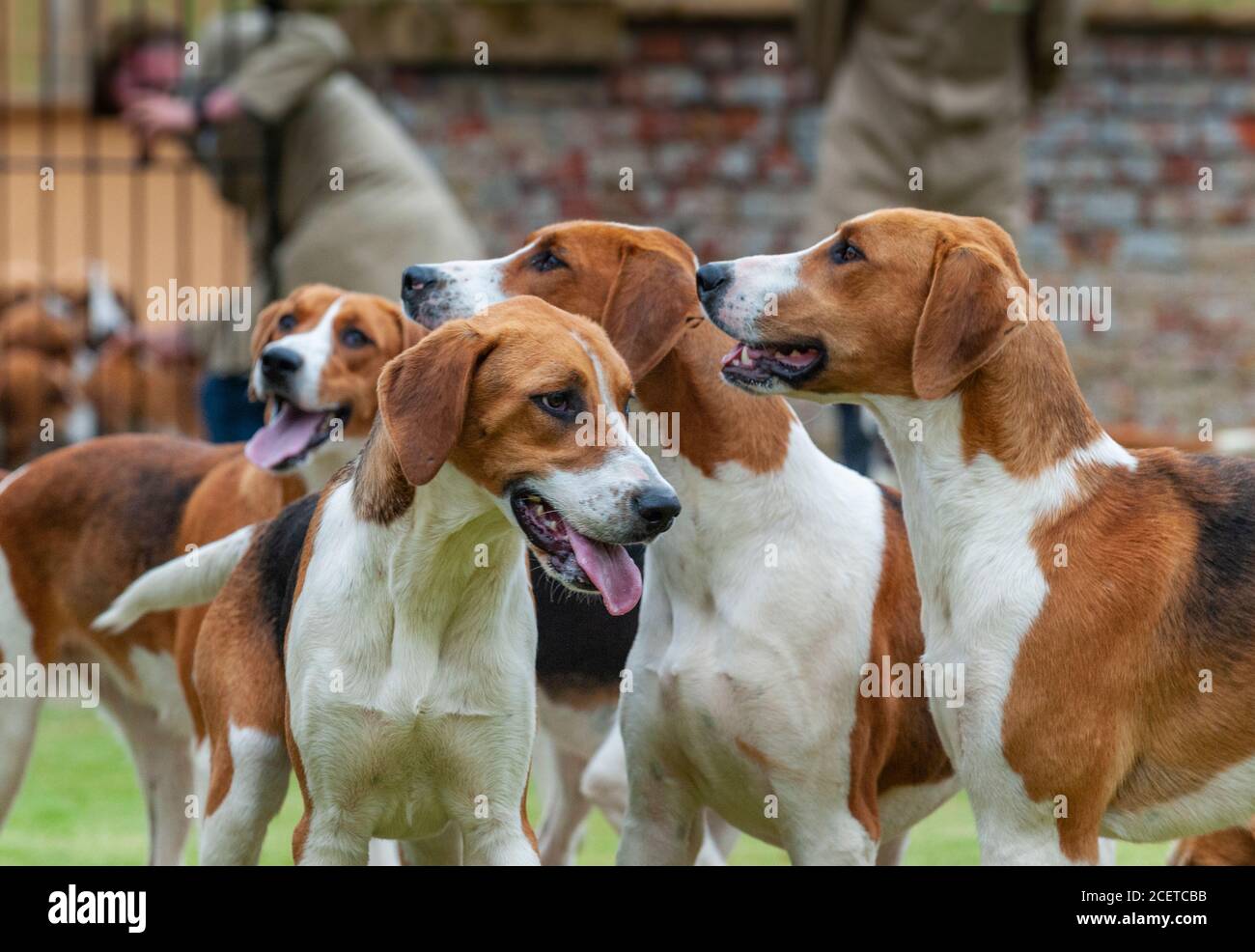 Belvoir, Lincolnshire, UK - Fox Hounds at a hound show at the Belvoir Hunt Kennels Stock Photo