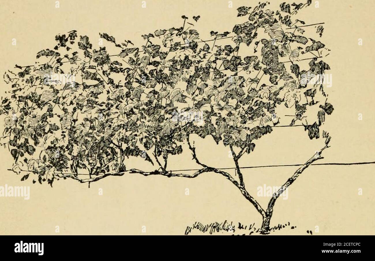 The pruning-book; a monograph of the pruning and training of plants as  applied to American conditions. tal branches are perma-nent, or, in other  words, they are true arms. Thecanes are cut
