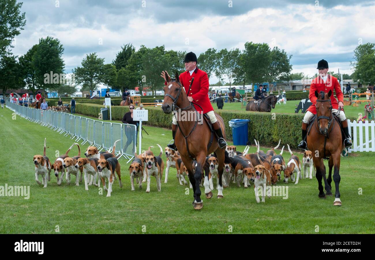 Lincoln Showground, Lincoln, Lincolnshire, UK - The Belvoir Hunt entering the main ring of the show Stock Photo