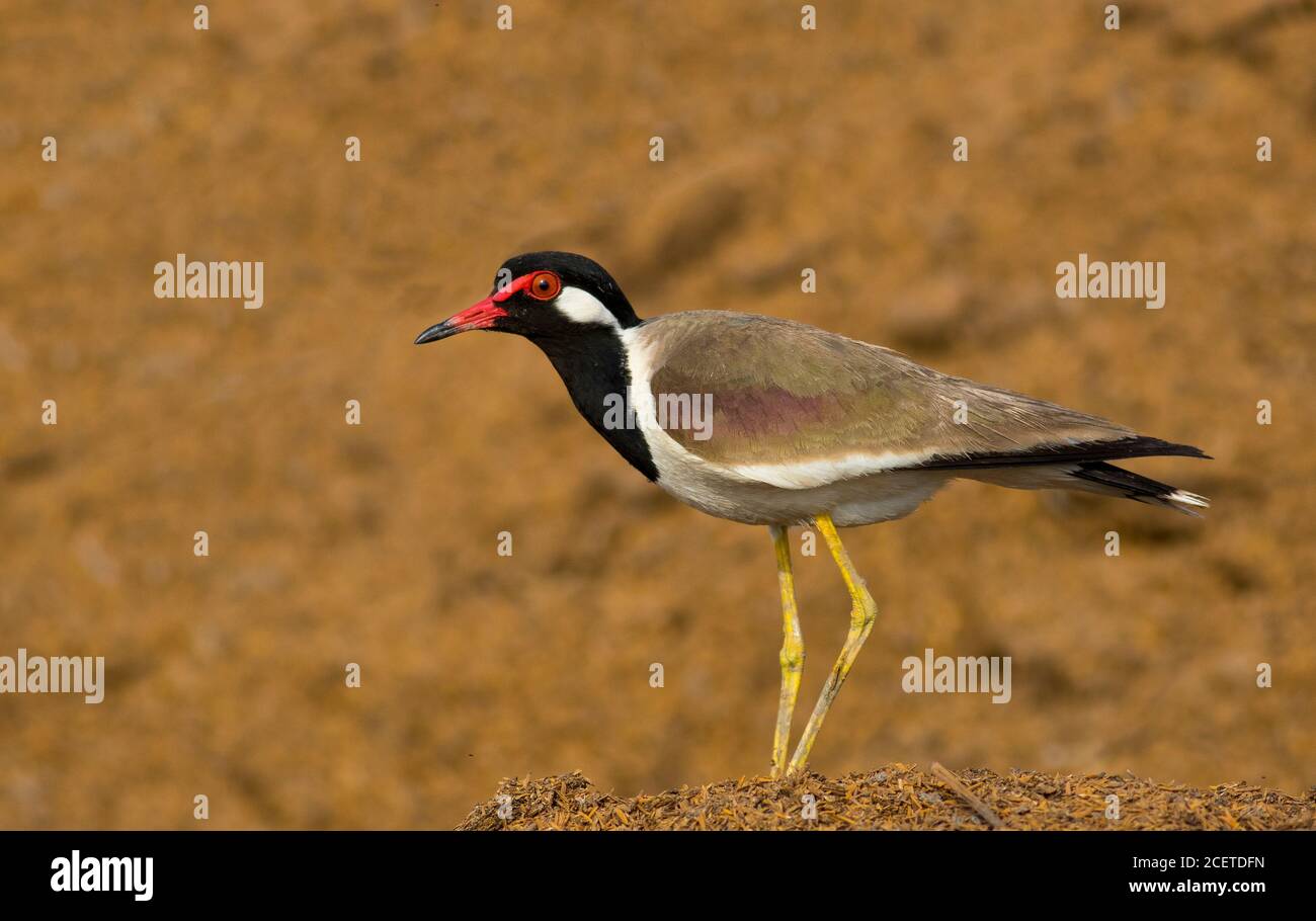 wildlife and birds of Pakistan Stock Photo Alamy
