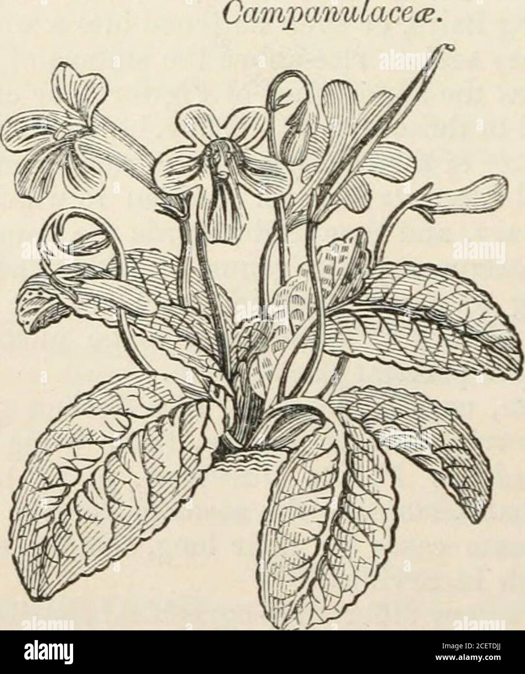 . The vegetable kingdom : or, The structure, classification, and uses of plants, illustrated upon the natural system. -t • Monophyllsea, R. Br. ^ ln°°fl.^° Rhj-ncliogossum, Bl. Episcia, Mart.Gesnera, Mai-t. Prasanthea, DC.Niphaea, Lindl.Achimenes, P. Br. Trcvirana, W. Cyrilla, Herit.Gloxinia, Herit. Paliavana, Velloz. Sinninnia, Nees. Hemiloha, DC.Solenophora, Benth.Rhytidophyllum, Mart. Codonophora, Lindl.Conradia, Mart. Pentarhaphia, Lindl Bellonia, Blum.Diastemma, Benth.Trichantha, Hooker.II.Cyrtandre^.—Seeds wholly fr 1. DlDYMOCARPID-E ; cajtsular.Liebigia, Endl. Antonia, R. Br. Napeanthus Stock Photo