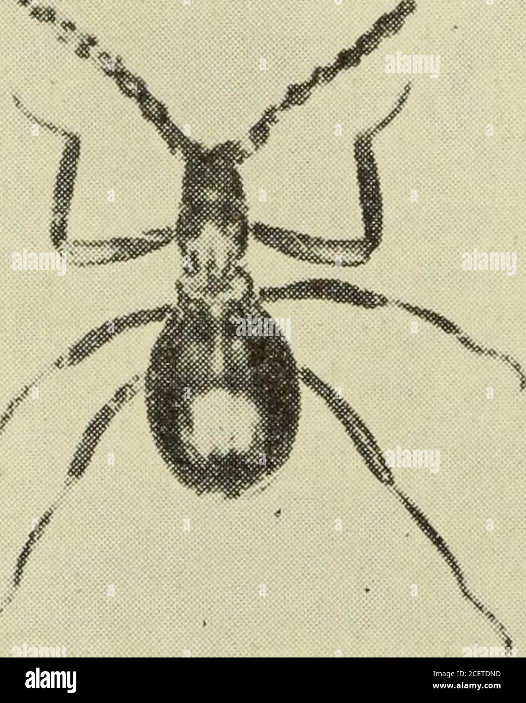 . Transactions and proceedings and report of the Philosophical Society of Adelaide, South Australia. picuously wider than long (not due to serrations orrami), this being at variance with all other brachelytrousMalacodermidae with exsertile vesicles. The species shouldperhaps have been regarded as the type of a new genus. PTINIDAE. Enasiba tristis, Oil.PI. xxv., figs. 37 and 38.Mr. Clark has taken, near the Swan River, several speci-mens of this species from nests of the twig-mound ant (Iridomyrmex com f era J. Theyvary in length from 35 to4 mm., and in colour frompiceous to deep shining black, Stock Photo