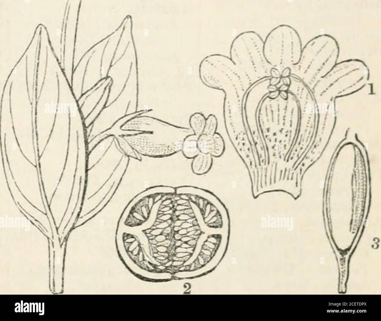 Page 2 Digitalis Sp High Resolution Stock Photography And Images Alamy
