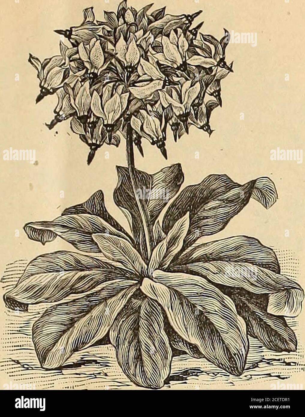 Wm Elliott Sons 13 And Spotted Flowers Extra Large Flaked And Mottled In Various Bril Liant Colors 10 Comet Dark Scarlet 15 White Queen Pure White 15 Yellow Gem Pure