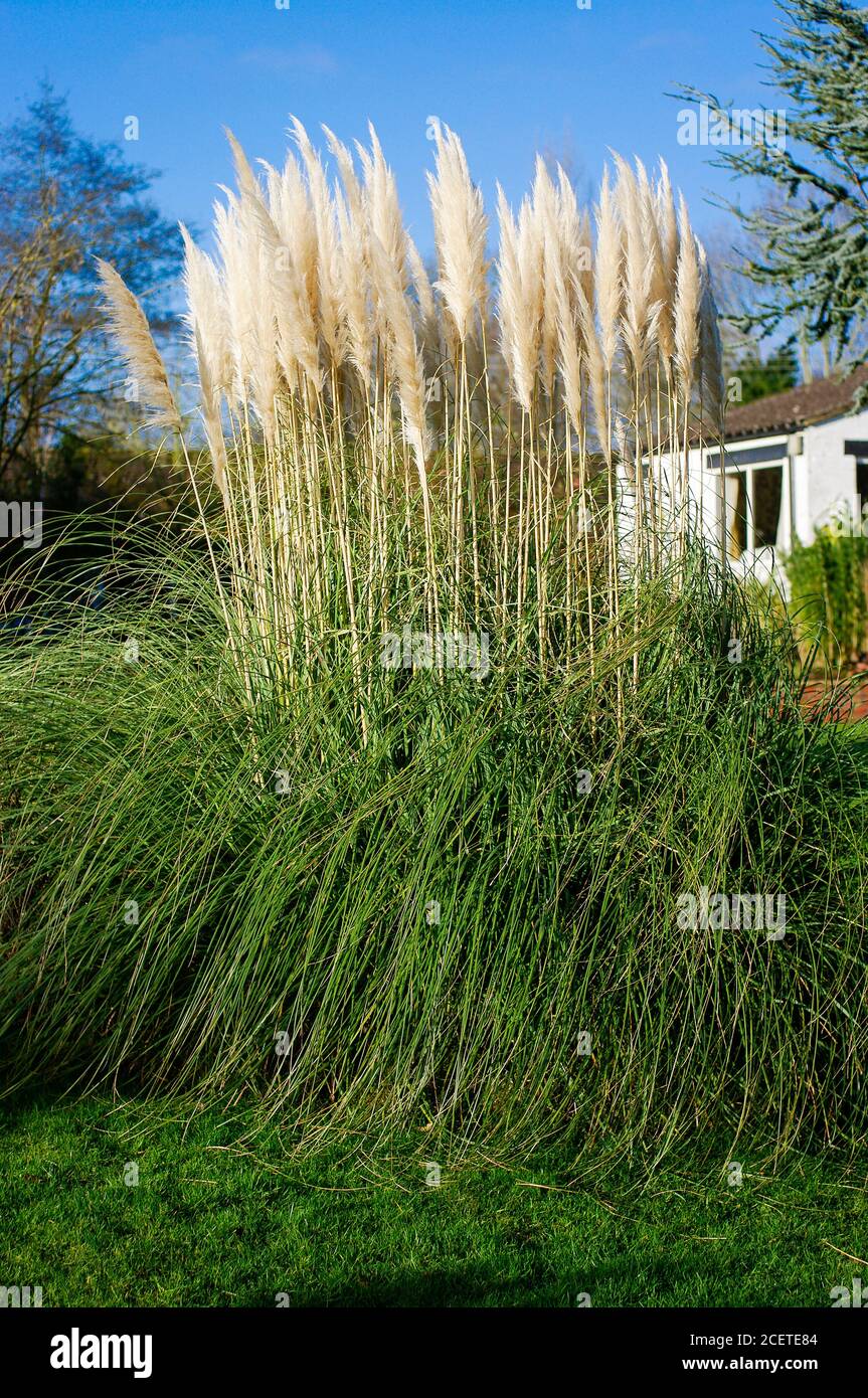 Mature Pampas plumes are a centre of attention in this English garden in December when most plants have finished flowering in UK Stock Photo