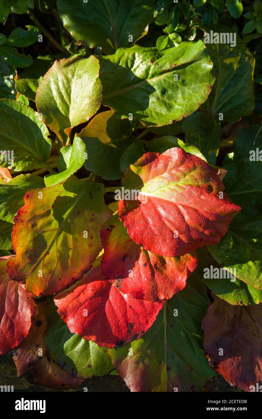 Leaves are changing colour from green to bright red on this Bergenia perennial plant in October in an English garden Stock Photo