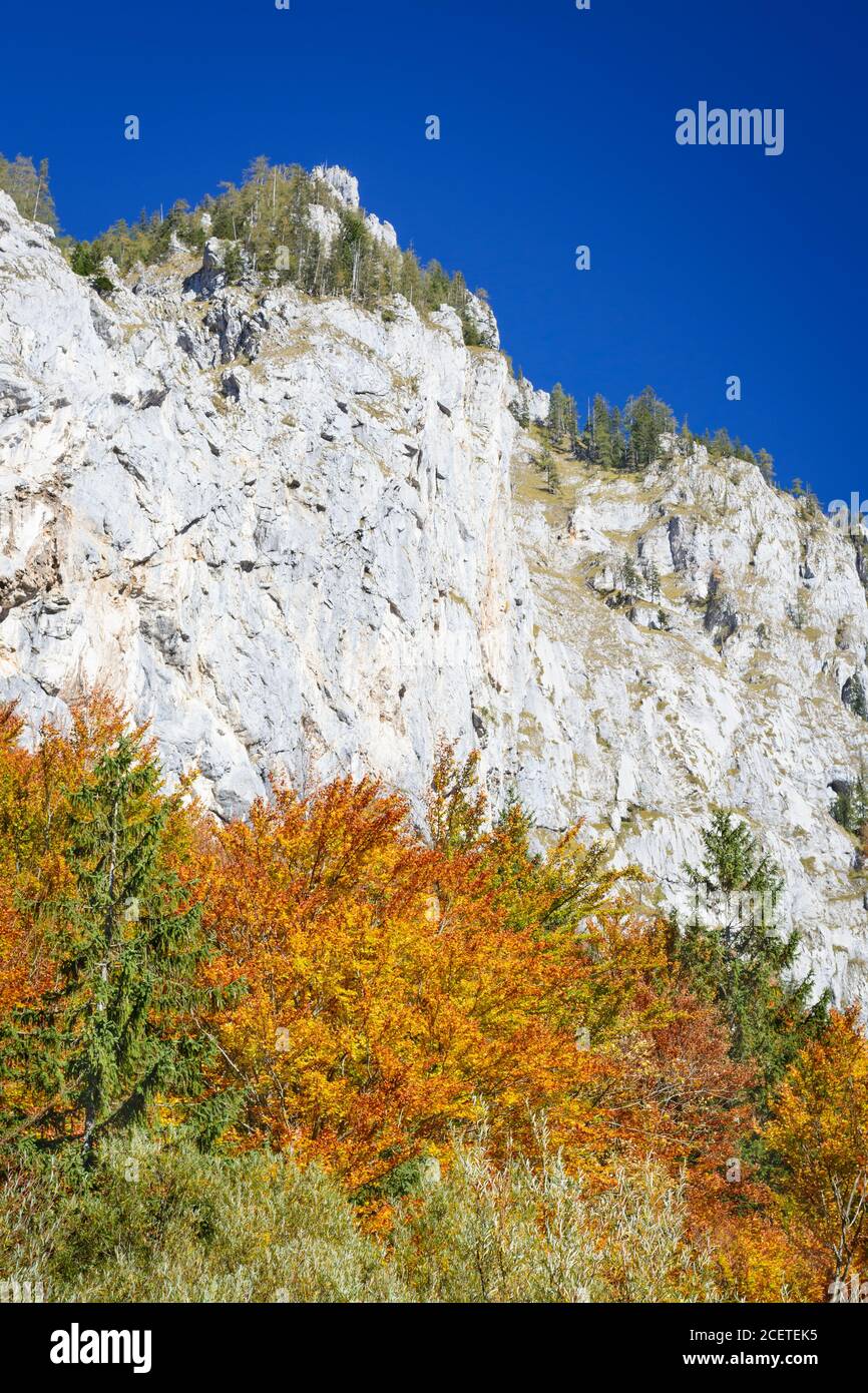 Vertical view tree orange hi-res stock photography and images - Alamy