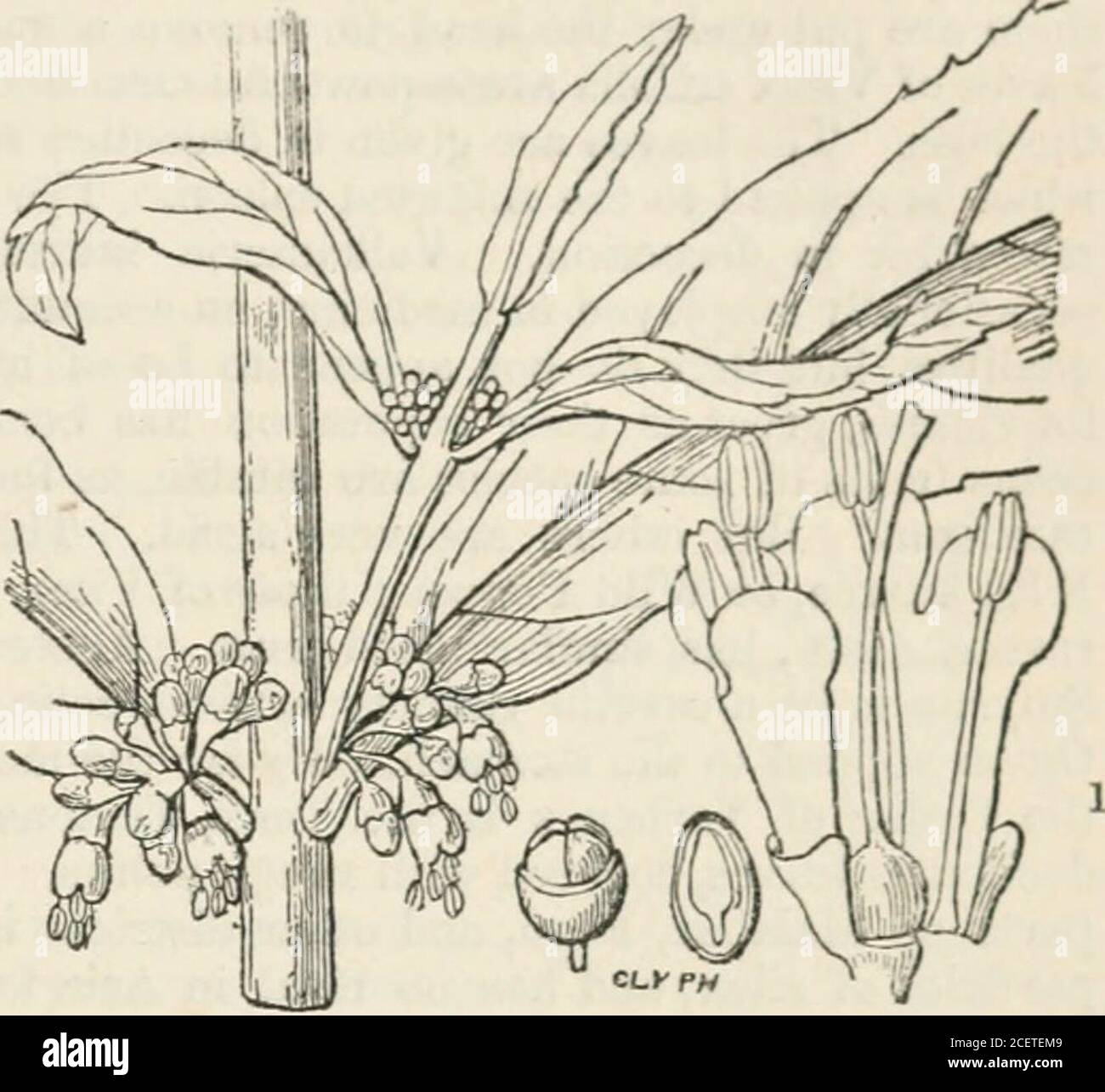 . The vegetable kingdom : or, The structure, classification, and uses of plants, illustrated upon the natural system. udodictamnus,Mon Acanthoprasium, Bth.Lasiocorys, Benth.Roylea, Wall.Otostegia, Benth.Leucas, R. Br. Hemistoma, Ehrenb.Leonotis, Pers. Leonurus, Tournef.Phlomis, Linn. Phlomoides, Monch. Phlomidopsis, Link.Notochaete, Benth.Eremostachys, Bung.Eriophyton, Benth.Moluccella, Linn. Molucca, Tournef. Chasmone, Presl.Hj-menocrater, F. et M.Holmskioldia, Retz. Hastingia, Smith. Platuniiim, Juss. Achyrospennum, Blum. Siphotoxys, Boj. Lamprostachys, Boj.Colquhounia, Wall.Sestinia, Boiss. Stock Photo