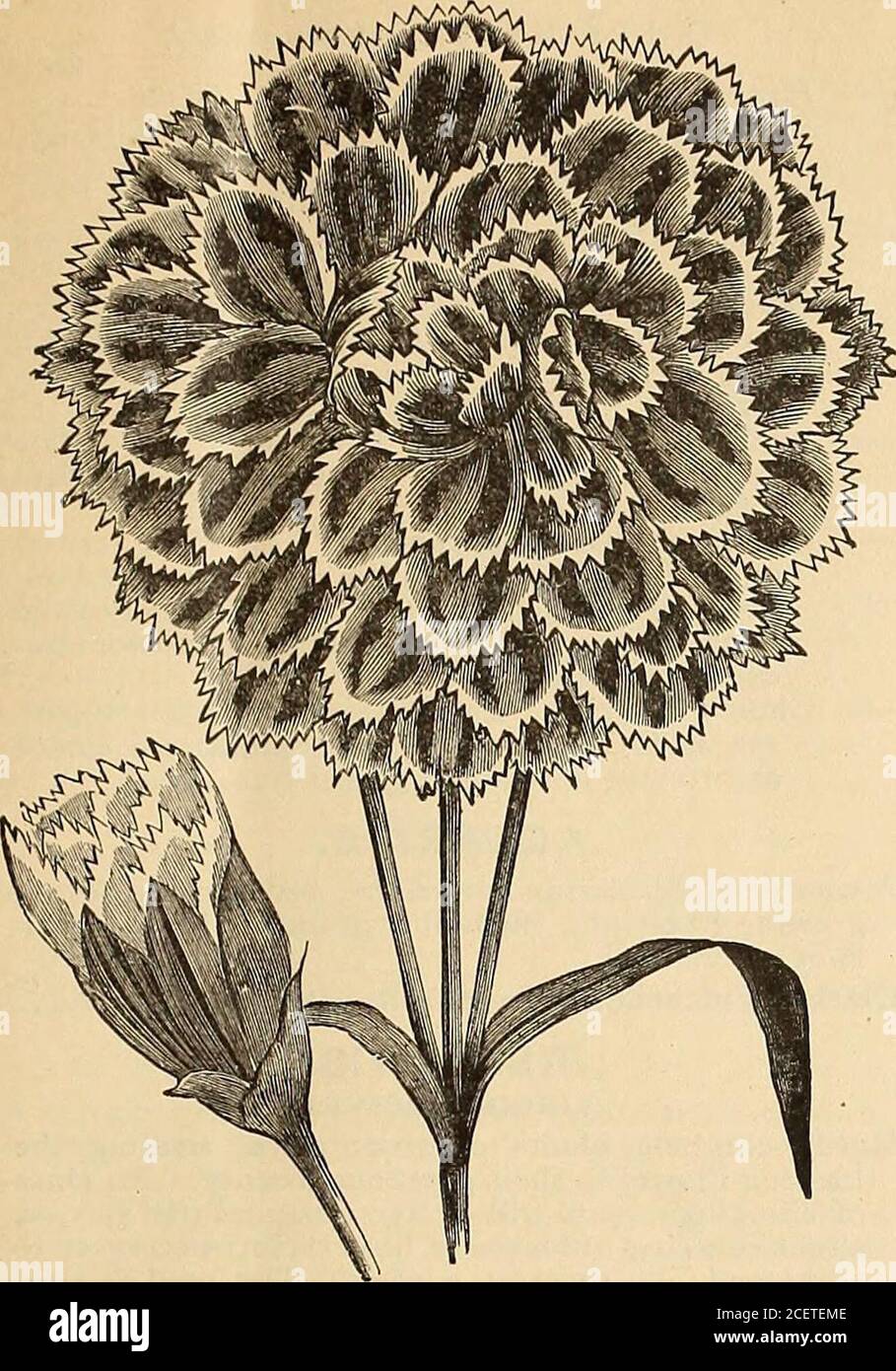 . Wm. Elliott & Sons : 1893. CALLIOPSIS OR COREOPSIS. A very showy border plant, producing flowers innearly every shade of yellow, orange, crimson, redand brown. If the seed pods are removed as soon asthey appear, the plant will remain in bloom muchlonger. Sow where they are to remain and thin to2 feet apart. Hardy annual, 2 ft. Calliopsis Lanceolata. Flowers large, of a bright golden yellow. Invaluable for cutting 10 Golden Wave. Bushy and compact, covered with hundreds of beautiful golden blossoms . .10 Elliotts New Double. Charming double va- riety 10 Fine mixed varieties. Per oz., 50 cts 5 Stock Photo