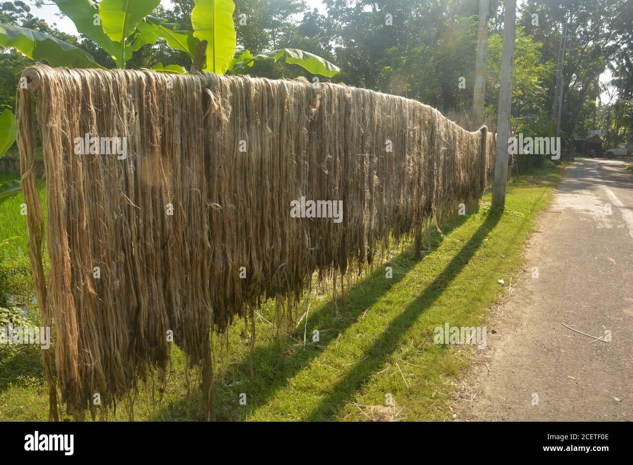 Jute fibers, fabric hanging on long bamboo poles in day light for drying on a village road side, selective focusing Stock Photo