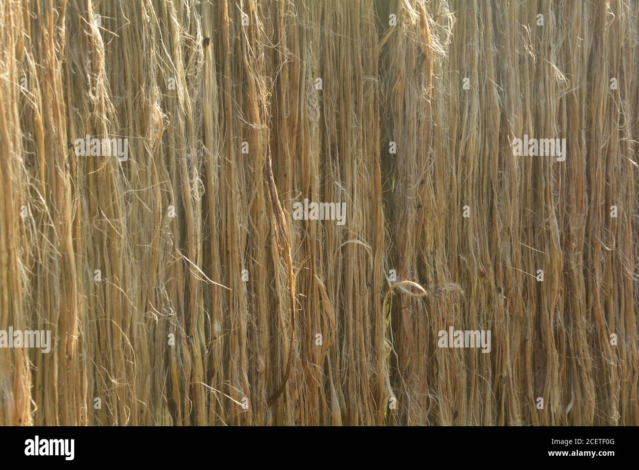 Jute washing hi-res stock photography and images - Alamy