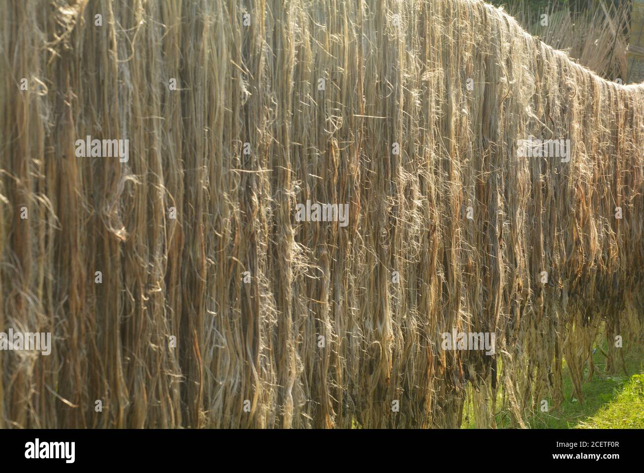 Jute fibers, fabric hanging on long bamboo poles in day light for drying on a village road side, selective focusing Stock Photo