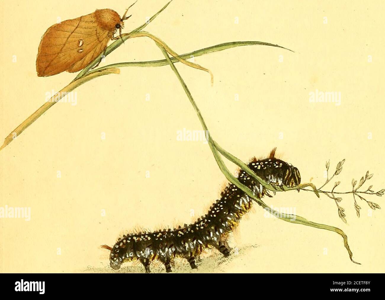 . The natural history of British insects : explaining them in their ...