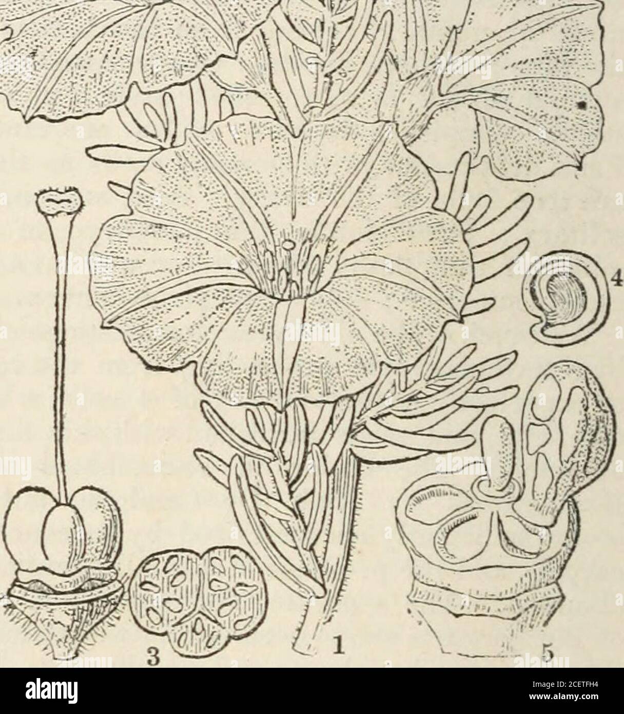 . The vegetable kingdom : or, The structure, classification, and uses of plants, illustrated upon the natural system. mbryo, they will stand among Bindweeds ; if to the carpels, amongNolanads ; but as their separate styles are nearly paralleled by those of Evolvulus andothers, it seems upon the whole better to refer them to Bindweeds. Schlechtendahlsuggests {Linncea, 7. 72) that Nolana may be referred to Nightshades, on account of itsaffinity with Grabowskia boerhaaveifolia, in which the fruit contains two bilocular meno-spermous stones ; and it must be confessed that some of the slu-ubby Nola Stock Photo