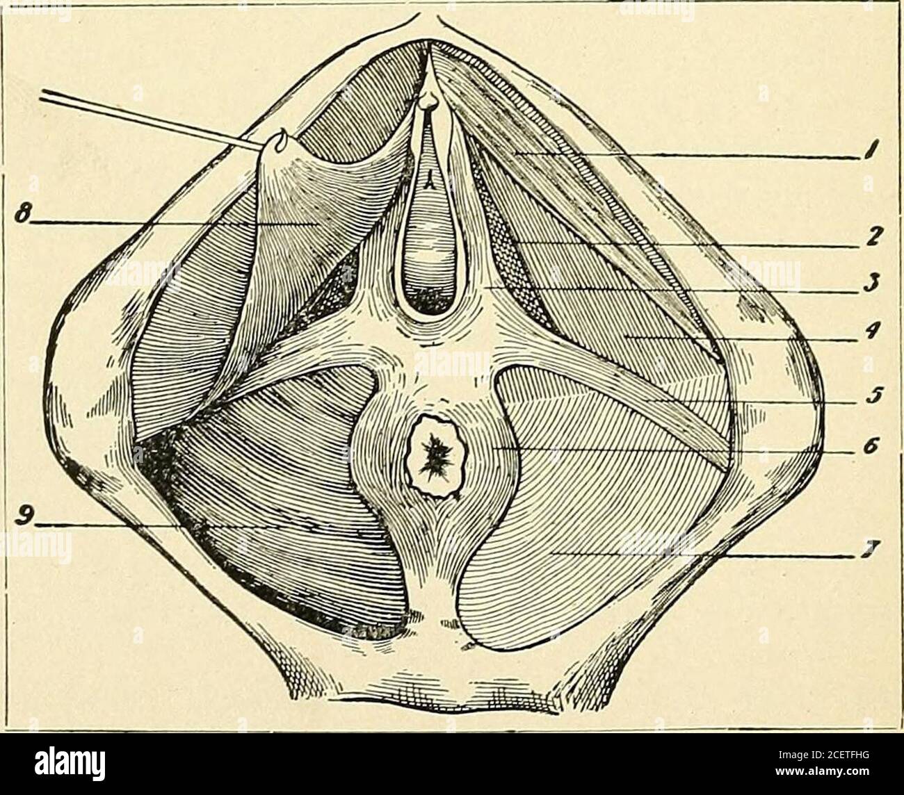 Pareunia . The Principles and practice of gynecology : for students and ...