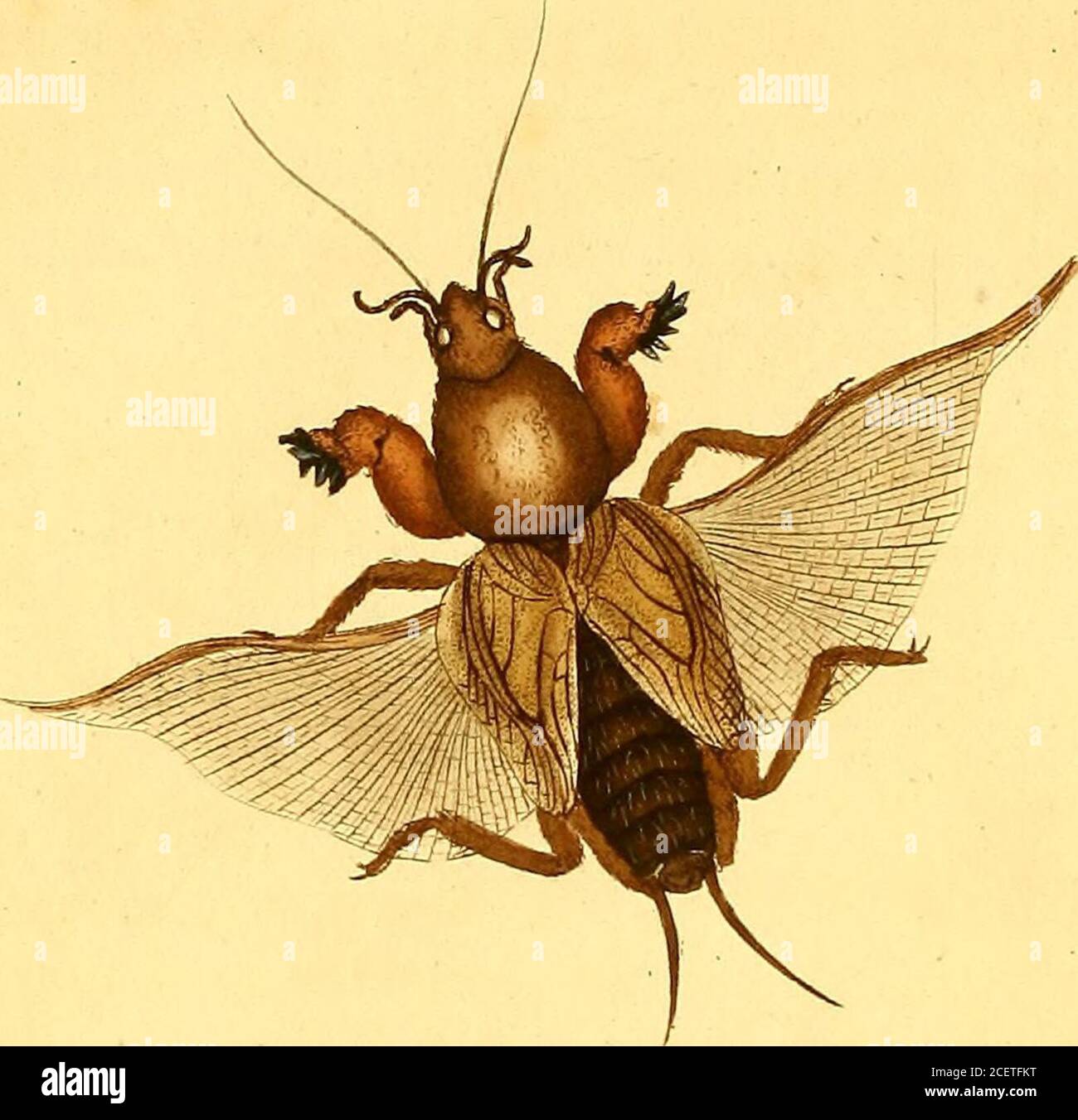 . The natural history of British insects : explaining them in their ...