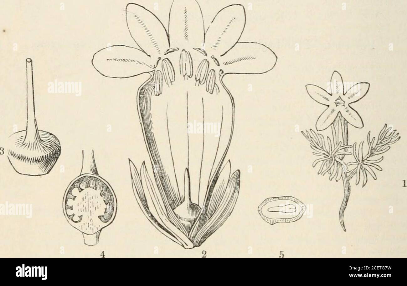 . The vegetable kingdom : or, The structure, classification, and uses of plants, illustrated upon the natural system. sa. GENERA. Littorella, L. I Psyllium, Tournef. Bougiieria, Dccaisixe. Coronopus, Tournef. Plantago, L.  Arnoylosson, Endl. Numbers. Gen. 3. Sp. 120. Position.—Plumbaginaceae.—PLANTAGiNACEiE.—Primulacctc.Amarantacece. T T 2 G44 PRIMULACE.E. [Perigynous Exogens. Order CCXLVII. PRIMULACE^.—Primworts. Ly simachiae, Juss. Gen. 95. (1789).—Primulaceae, Vent. Tabl. 2. 285. (1799); R.Brown Prodr. 427;A. de St. Hilaire, Ann. Sc. Nat. w. s. v. 30. xi. 85.; Endl. Gen. clvi.; Meisner Gen Stock Photo