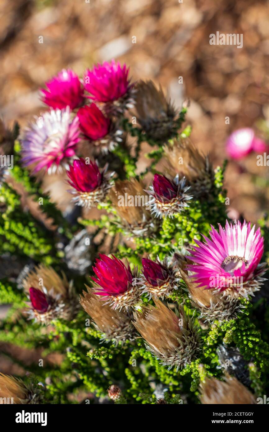 Purple pink flowers plants in the Kirstenbosch National Botanical