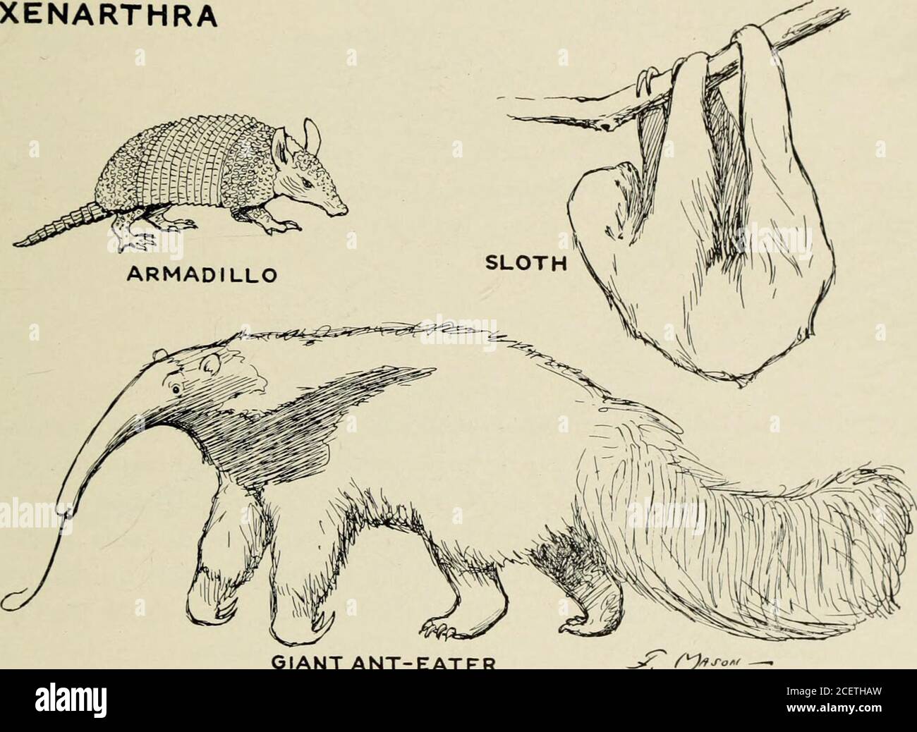 . Guide leaflet. from the fore-runners of the ungulates andthat the early tube-toothed termite eaters followed an evolutionarycourse not dissimilar to that of the hyraxes. HIOLOUY OF MAMMALS 19 Xenarthra. American edentates. (16, 50). The anteater.s, slothsand arniacUllos, though all related, externally have little in common.In spite of the fact that they are called edentates, only the anteuters aretruly toothless. The anteaters have long heads which accommodate thc^ long stickytongue with which they catch ants. The giant anteater or ant-bear(50) of South America, the largest of the order, att Stock Photo