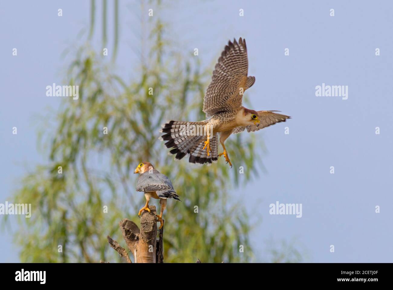black shouldered kite, shikra, falcon, eagle, osprey , kestrel and other birds of prey in Pakistan Stock Photo