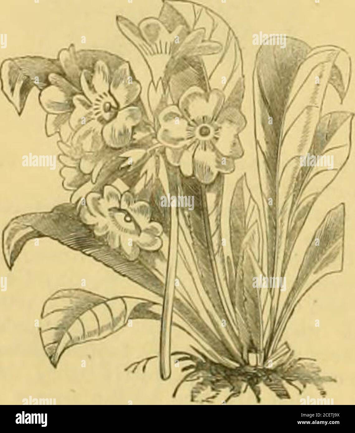 . The Garden : an illustrated weekly journal of gardening in all its branches. ling the width of the corolla; the individualflowers are not sessile but supported on short foot-stalks, and, beingdeveloped in succession, not simultaneously, tho.inflorescence assumesa lax character, as compared with the other species, which we haverecognised as belonging to this section. It is a native of the Cau.casus, and is recorded as flowering in April and May. VI.—The Giant Section.P. sikkimensis.—One, and by no means the least valuable,souvenir of Dr. Ilookers botanical sojourn amongst the high mountainpas Stock Photo