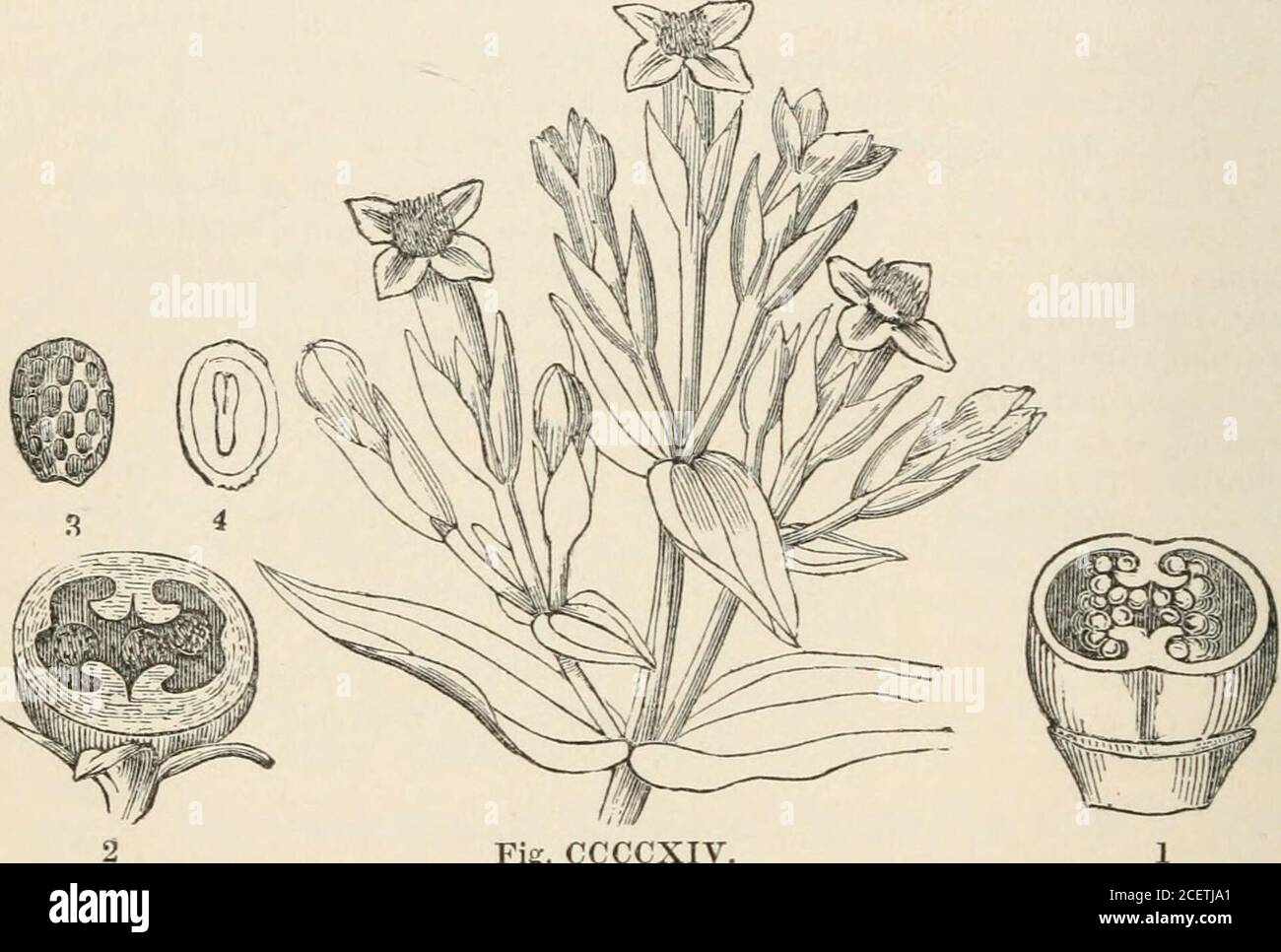 The Vegetable Kingdom Or The Structure Classification And Uses Of Plants Illustrated Upon The Natural System C A Mey Skllara Fisch Clandestina Tournef Lathrasa Litui Squamaria Hall Anoplanthus Encll A Oplim Lll
