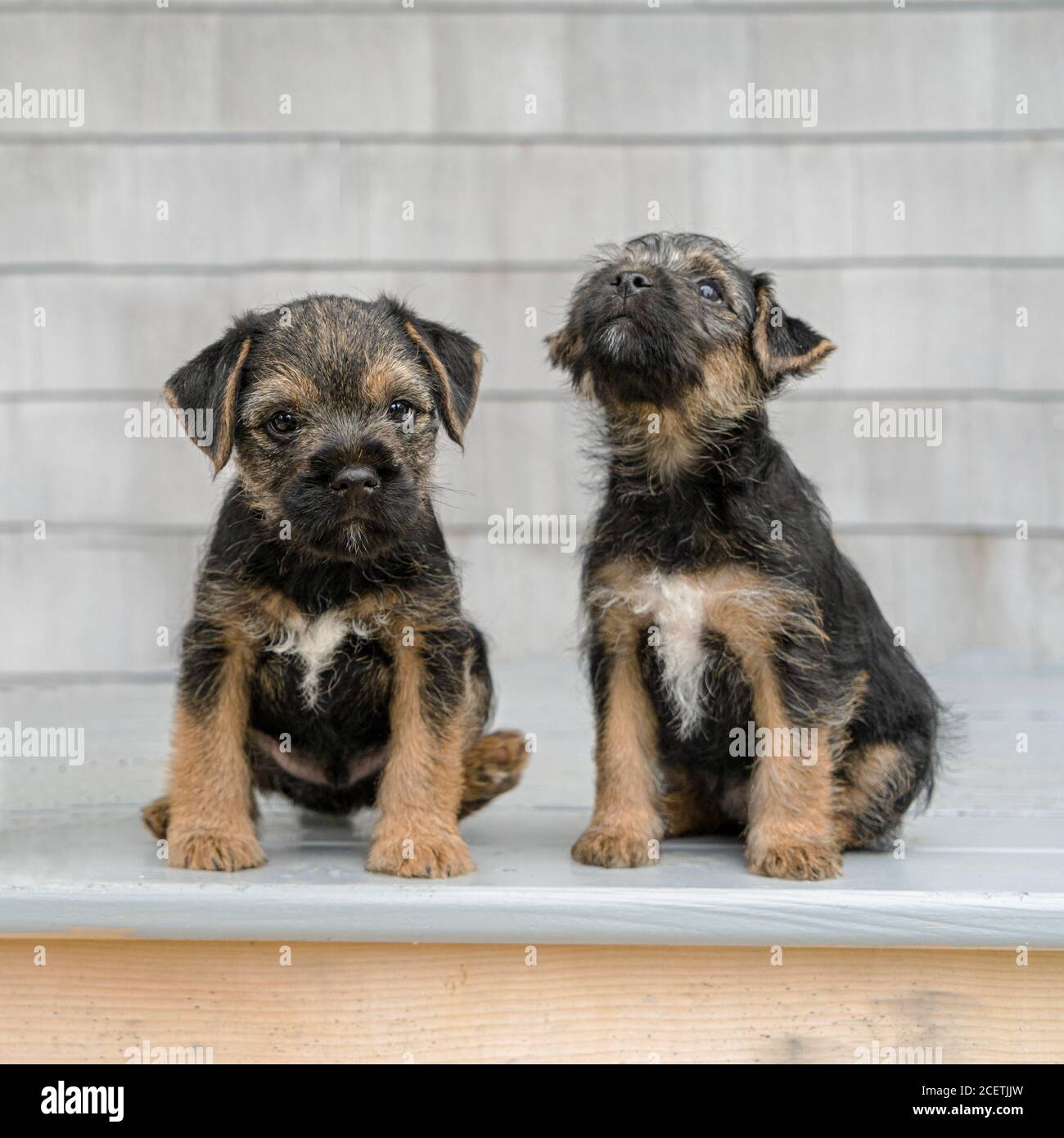 Two Black And Tan Border Terrier Puppies Stock Photo Alamy