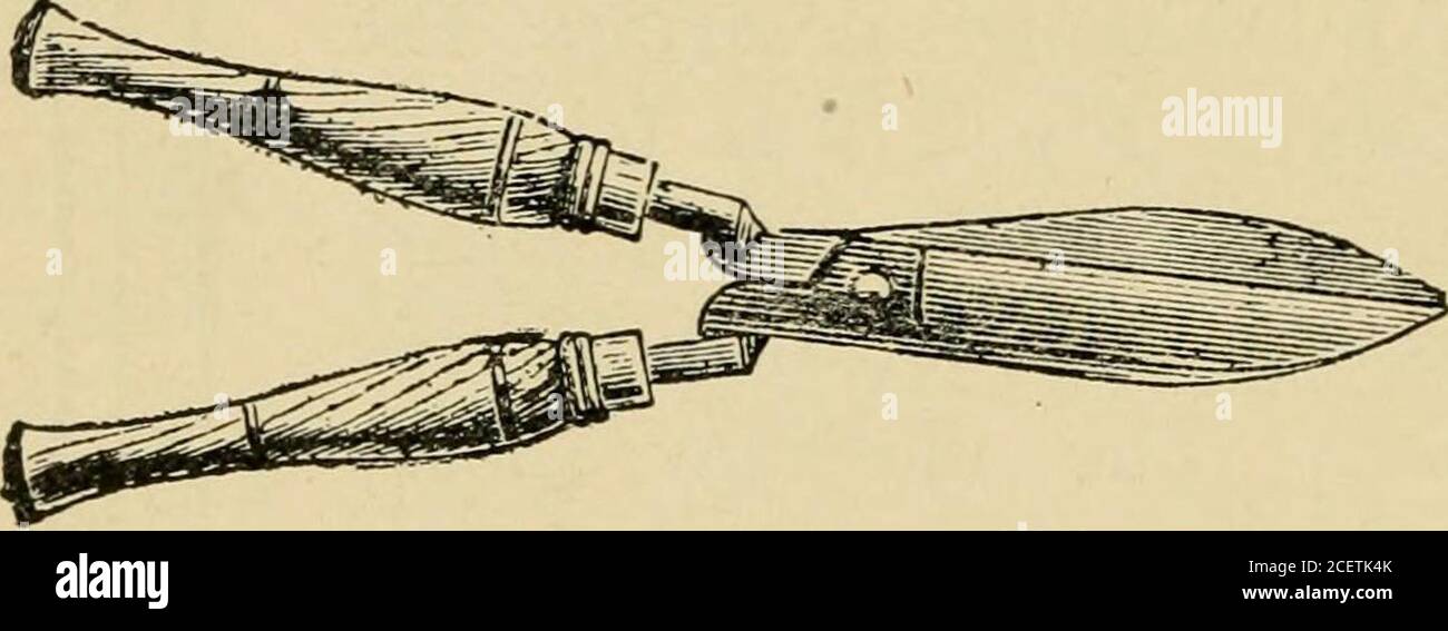 . The pruning-book; a monograph of the pruning and training of plants as applied to American conditions. shear,to which the pitman rod is at-tached, does most of the cutting.Both shears are made of thin,hardened steel. From the bolt-hole in the movable shear, a rod(the pitman) longer or shorter, tocorrespond with the length of thepole used, runs to the lever shownat the bottom of the cut. Inpruning trees and vines, thehandle of the lever is raised,which forces up the bar andopens the jaws of the shears. ^ 212. a good* * The jaws of the shears ^^^^ ^o^ heading-inmust be ground at an angle some- Stock Photo