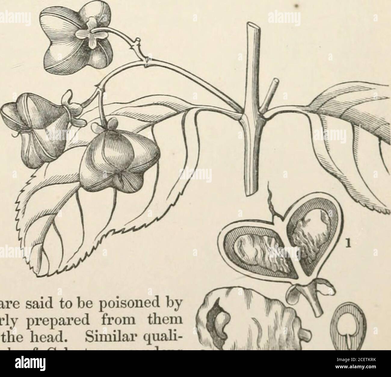. The vegetable kingdom : or, The structure, classification, and uses of plants, illustrated upon the natural system. i-^i^. Fig. CCCXCVIII.. The drupes of Elseodeudron Kubu are eaten by the colonists of the Cape of Good Hope. Fig. CCCXCVIII.- Celastrus paniculatus.-Tr?/7/i)}dl.Lophopetalum, Wight.Evonymus, Tournef.Poljcardia, Juss. Florinda, Noronh. Commersonia, Comms.Catha, Forsk. Sonneratia, Commers.Celastrus, Kunth.Majlenus, Juss. Maiten, Feuill. GENERA.Hcenkea, Ruiz, et Pav.|Hartogia, Thunh.Microtropis, Wall. Schrebera, Thunb. Pterocelastrus, Meisn. j Elaeodendron, Jacq.Asterocarpus, Eckl Stock Photo