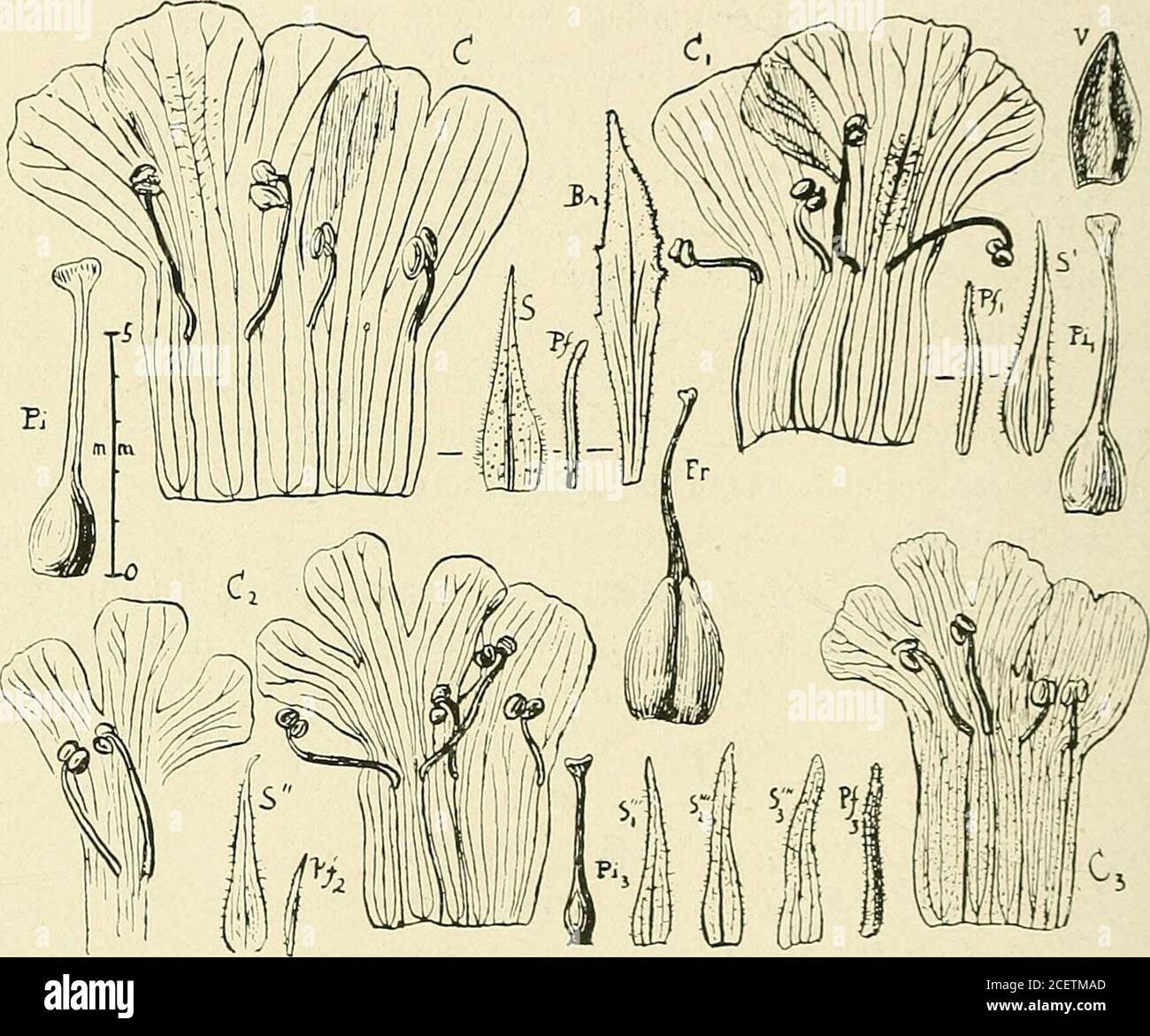 . Bulletin de la Société botanique de Genève. l. bleues. — In campo pr. Tobaty [Hassler, n.6326!] : Herb. 0,3-0,8 m., pet. violacea, f. glutinosa. — Paraguay dusud [Kuntze, s. ri. !] : p glabriuscula 0. K. — Argentine : Jujuy(Kuntze, 1898). Stemodia orriculata Minod sp. n. Badix?Caulis primarius erectus, 3 mm. crassus et ultra, superne ±2 i BULLETIN DE l.. SOCIETE BOTANIQUE DE GENEVE (7(ii ramosus, tomentosus pilis crispis, irregulariter insertis; rami erecti,subalati. Folia tenuia opposita, oiagna, rotundata, superiora ovata,omnia basi attenuata, late auriculata amplexicaulia ; dentata velcr Stock Photo